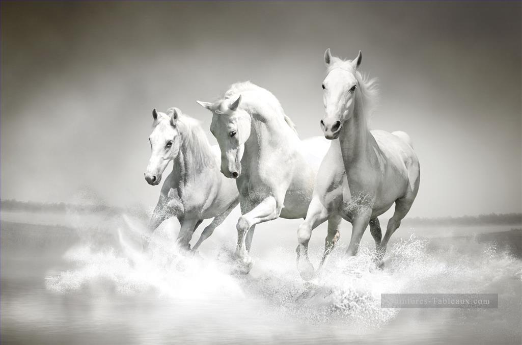 chevaux blancs fonctionnant noir et blanc Peintures à l'huile